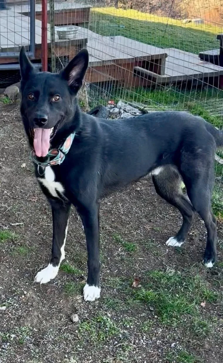 Bobby White Sox's thumbnail 3