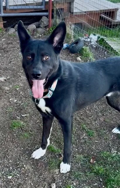 Bobby White Sox's thumbnail 4