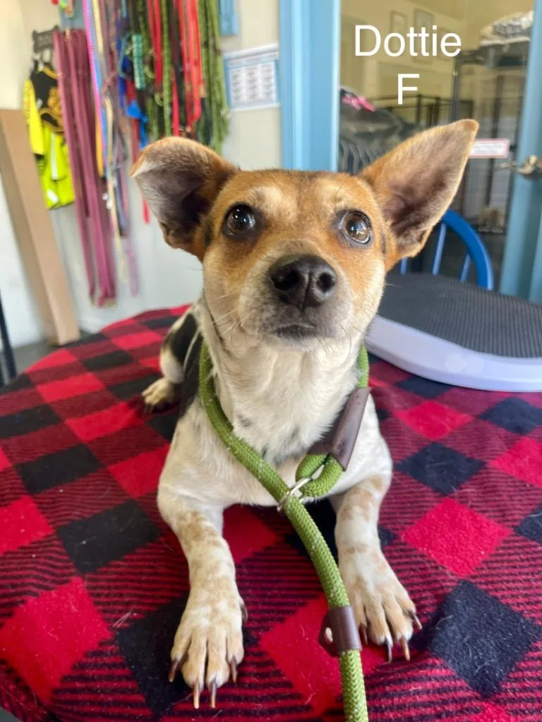 Dottie