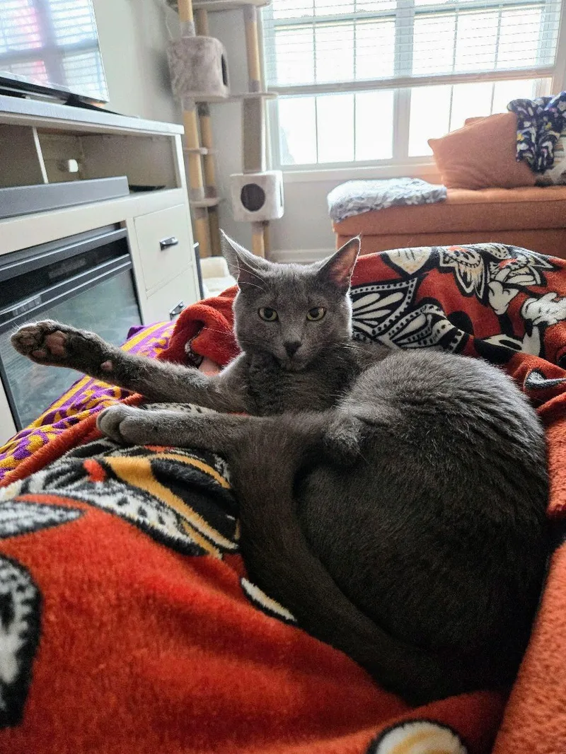 A baby medium-sized male Gray / Blue / Silver Domestic Short Hair cat named Asher for adoption in Murfreesboro, TN