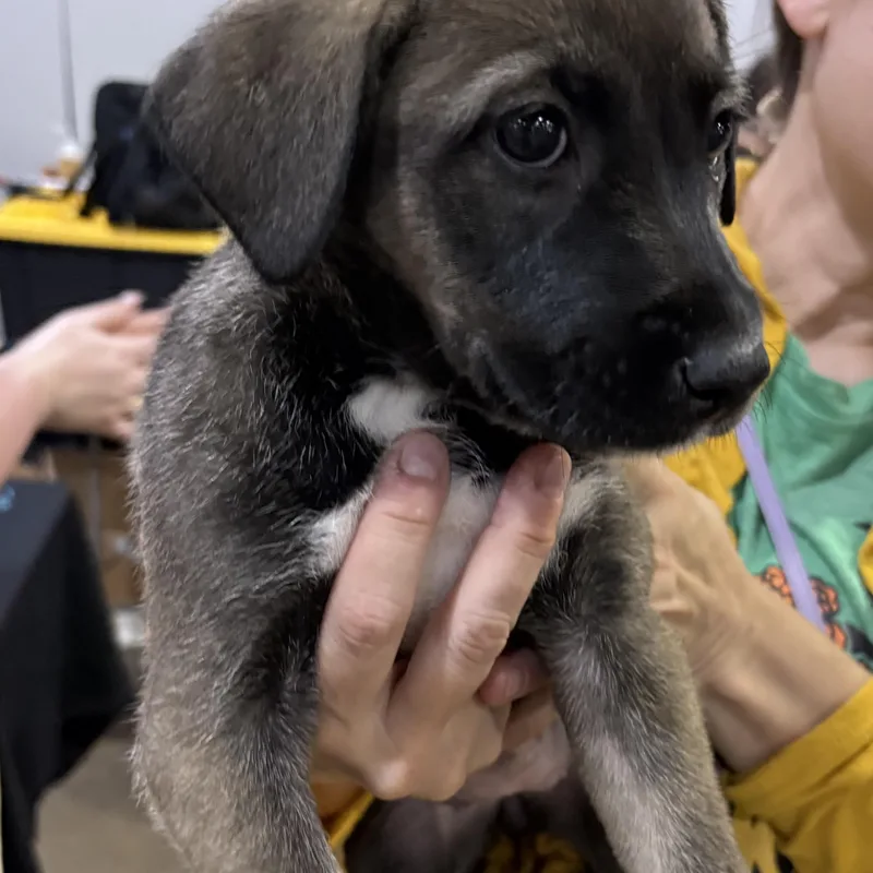 Honeydew thumbnail 2