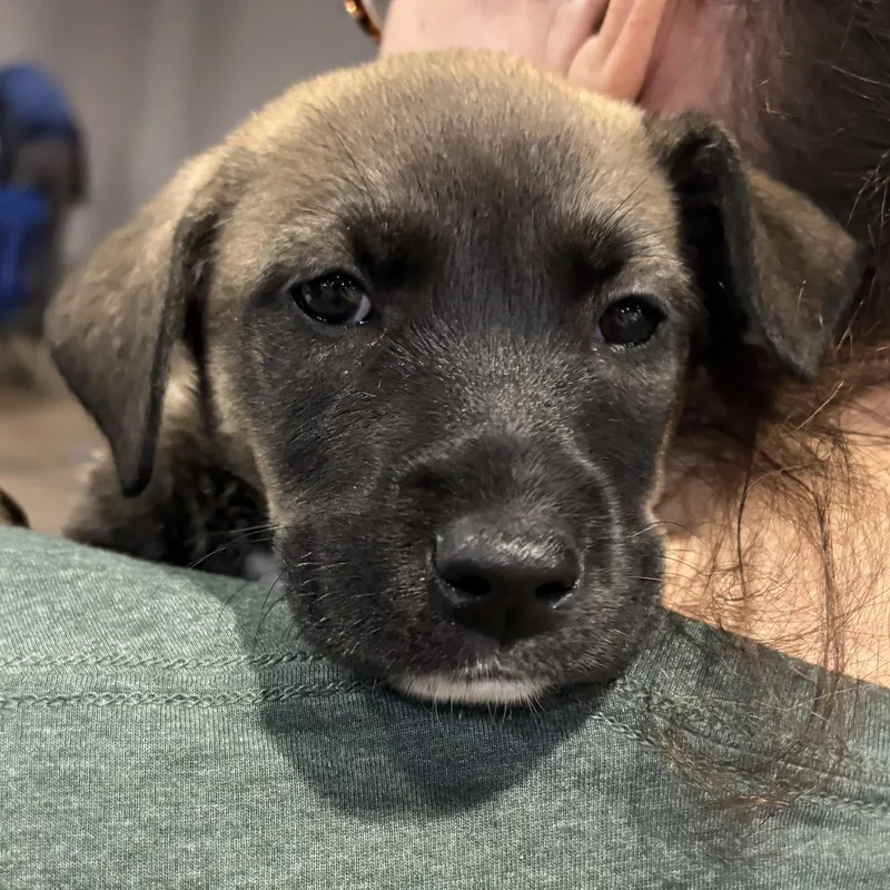 Honeydew thumbnail 3