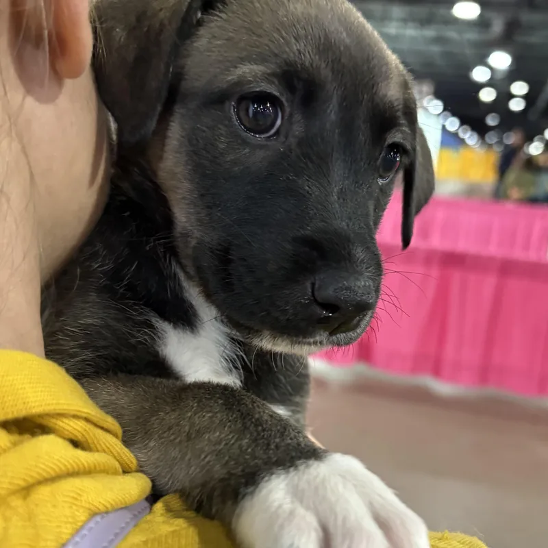 Honeydew thumbnail 4