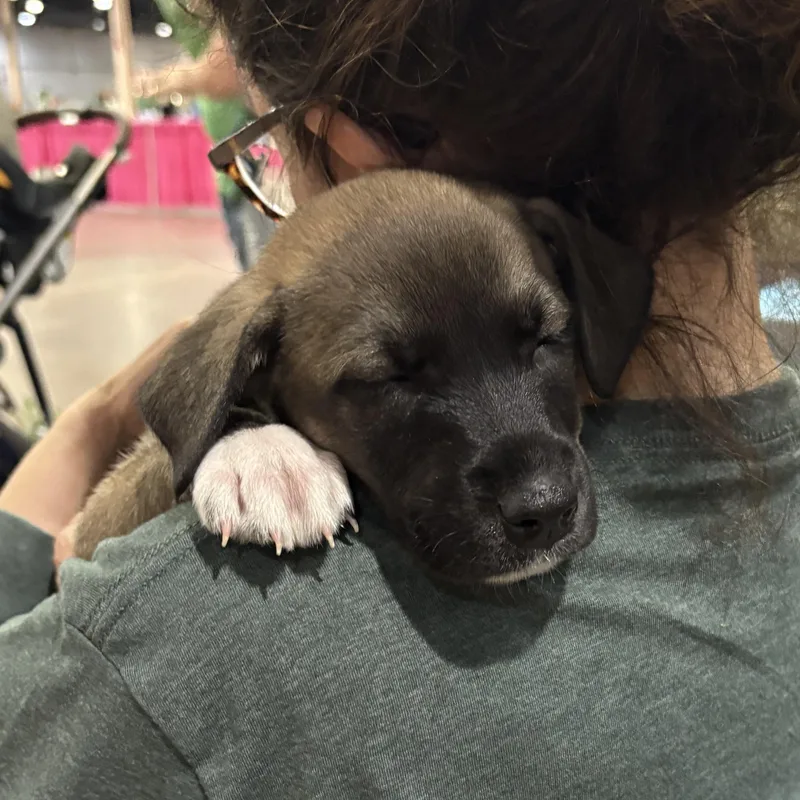 Honeydew thumbnail 5