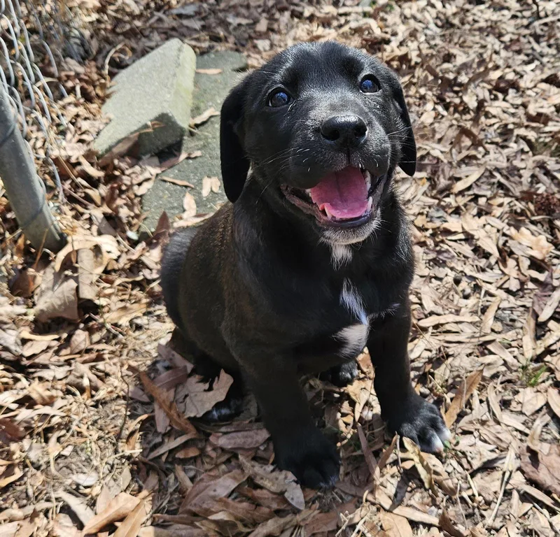 Brady Bunch Puppies thumbnail 2