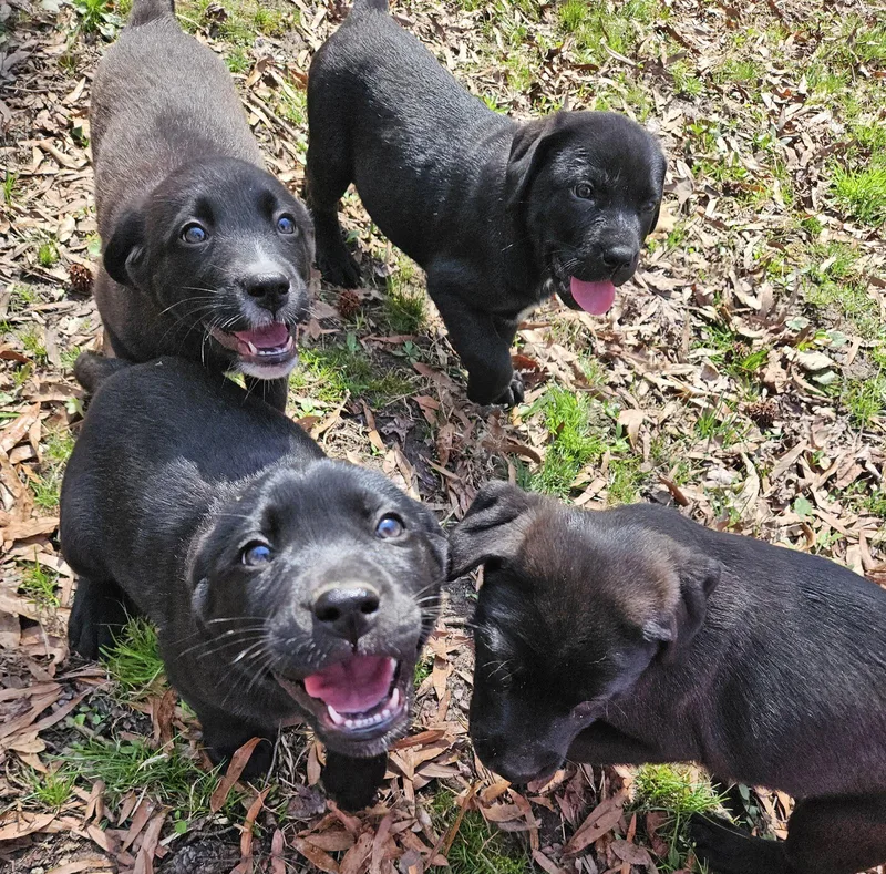 Brady Bunch Puppies thumbnail 3