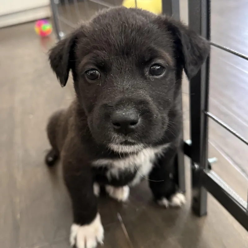 Starfruit thumbnail 4