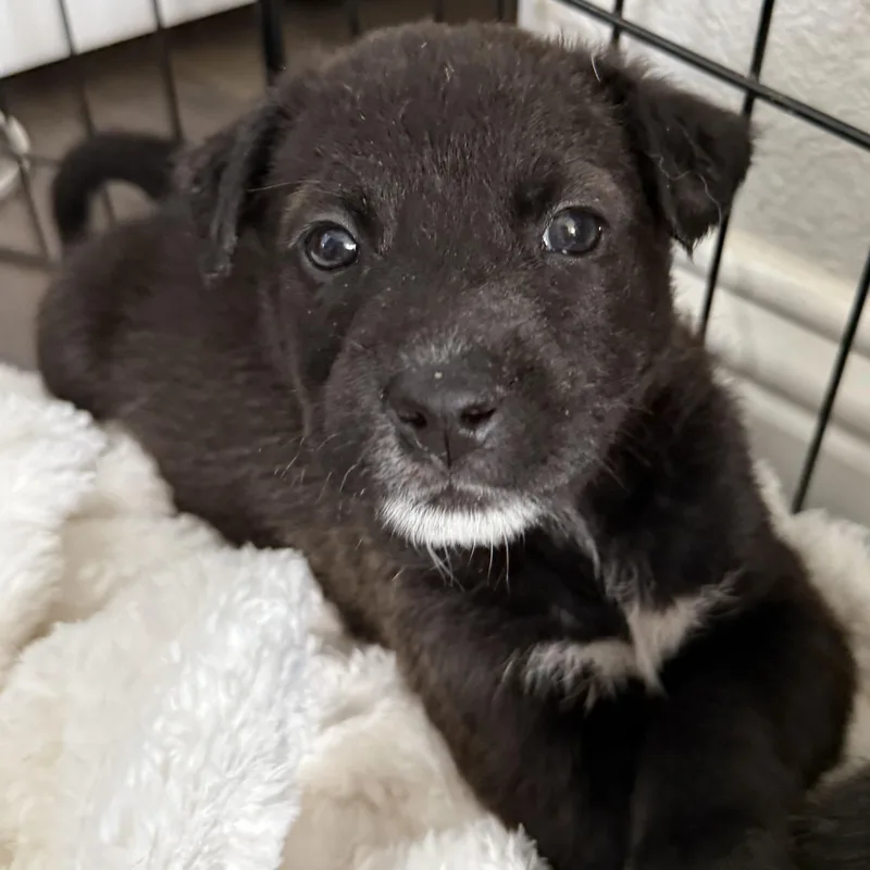 Starfruit thumbnail 5