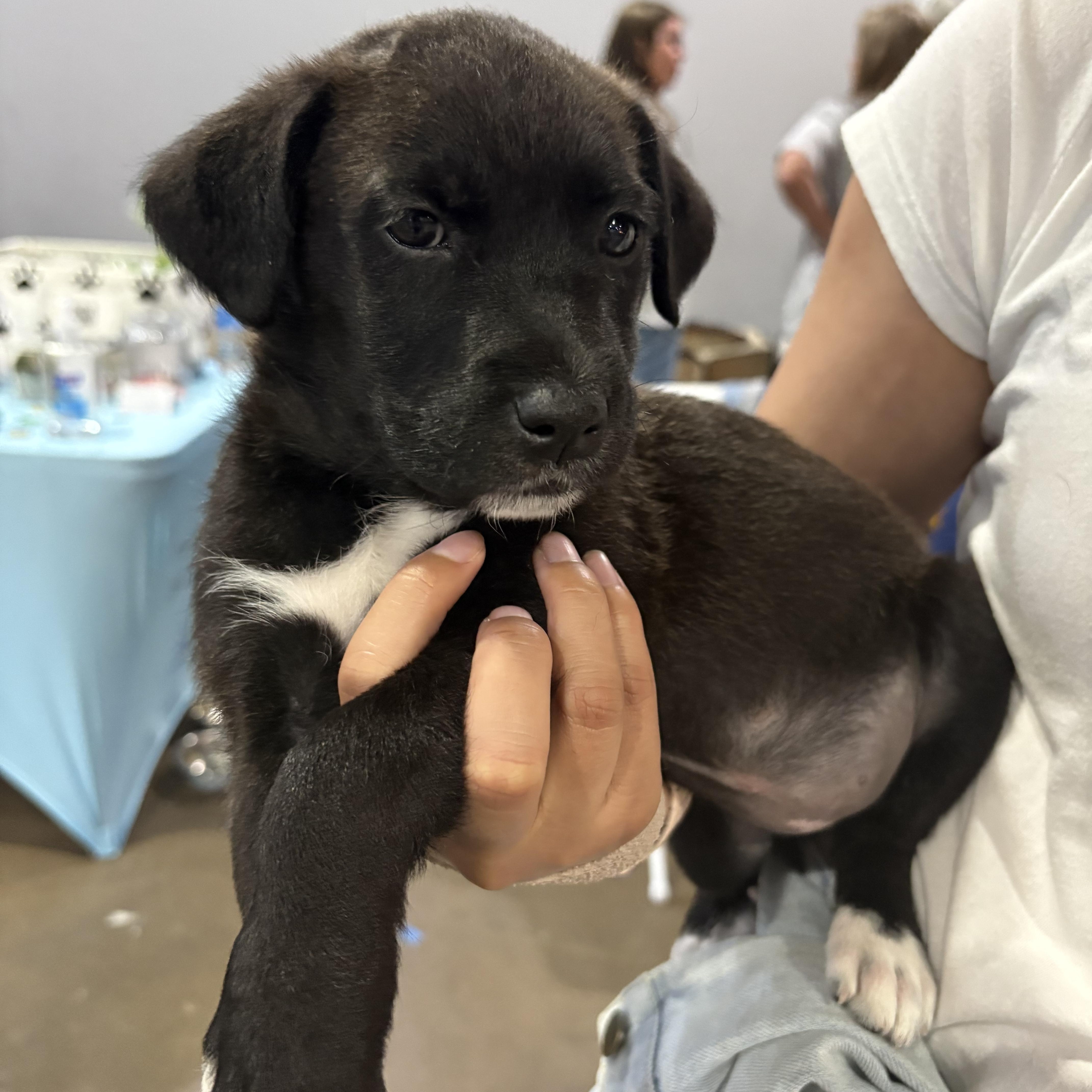 Starfruit thumbnail 6