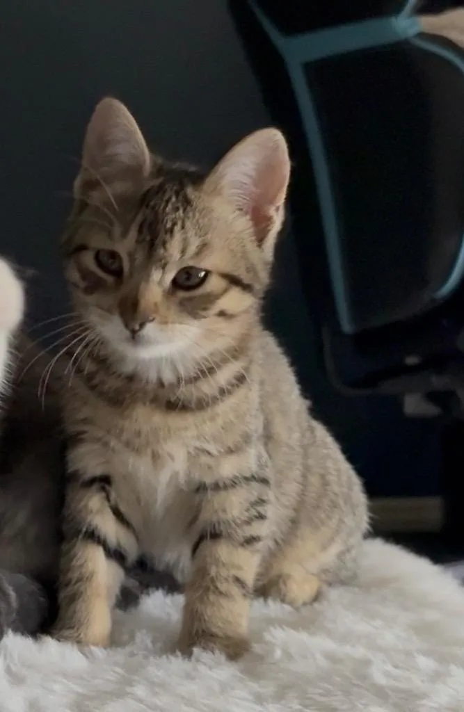 Tiny Tina thumbnail 2