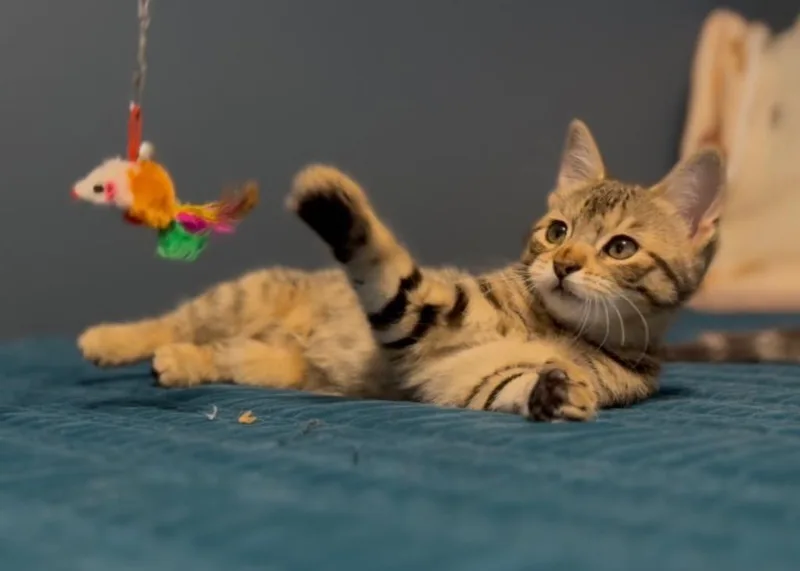 Tiny Tina thumbnail 3