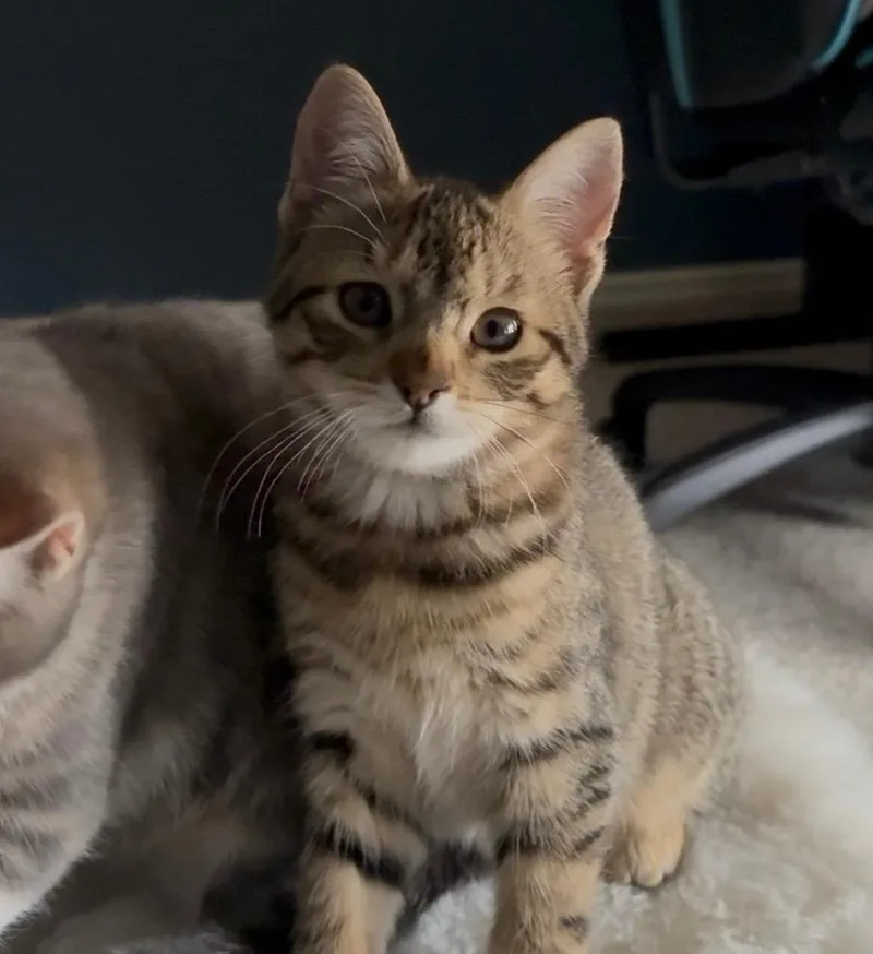 Tiny Tina thumbnail 4