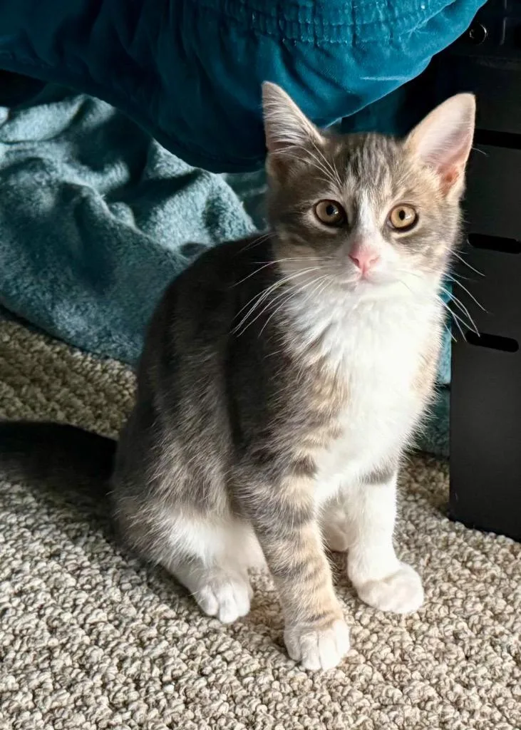 Whiskey Jr thumbnail 2