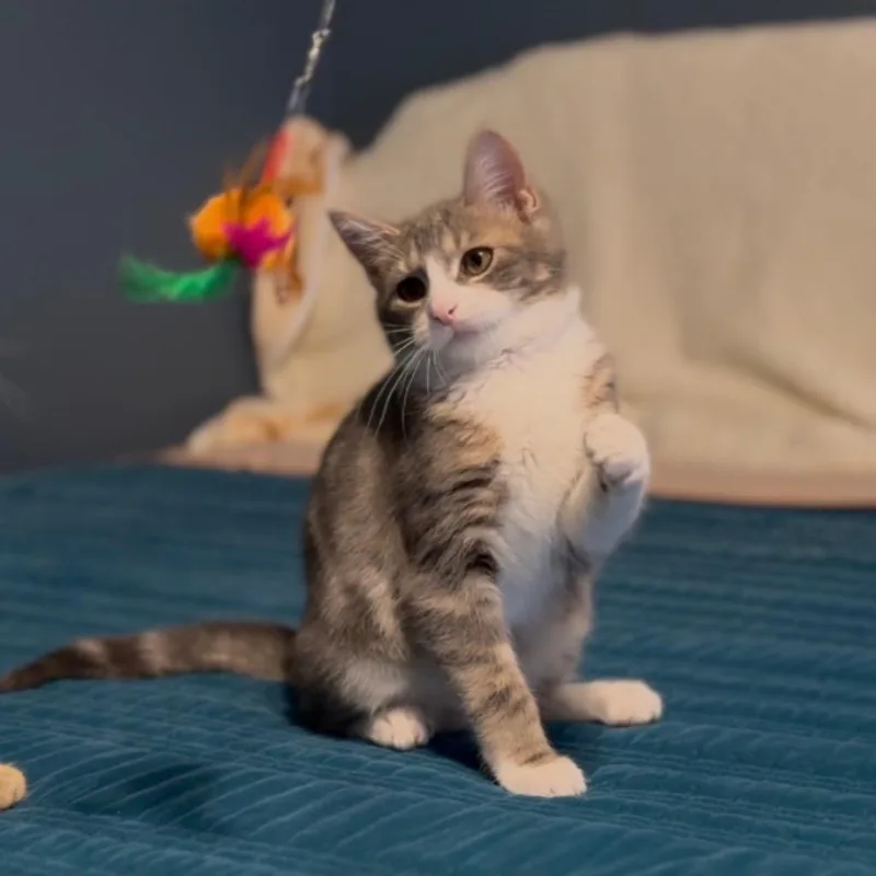 Whiskey Jr thumbnail 3