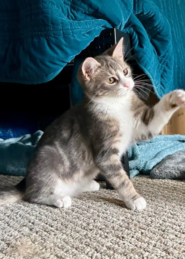 Whiskey Jr thumbnail 4