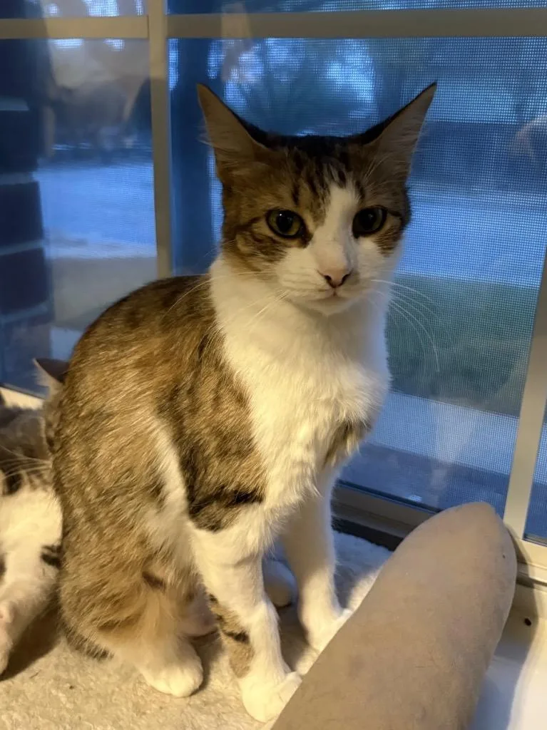 Sweet Pea thumbnail 2