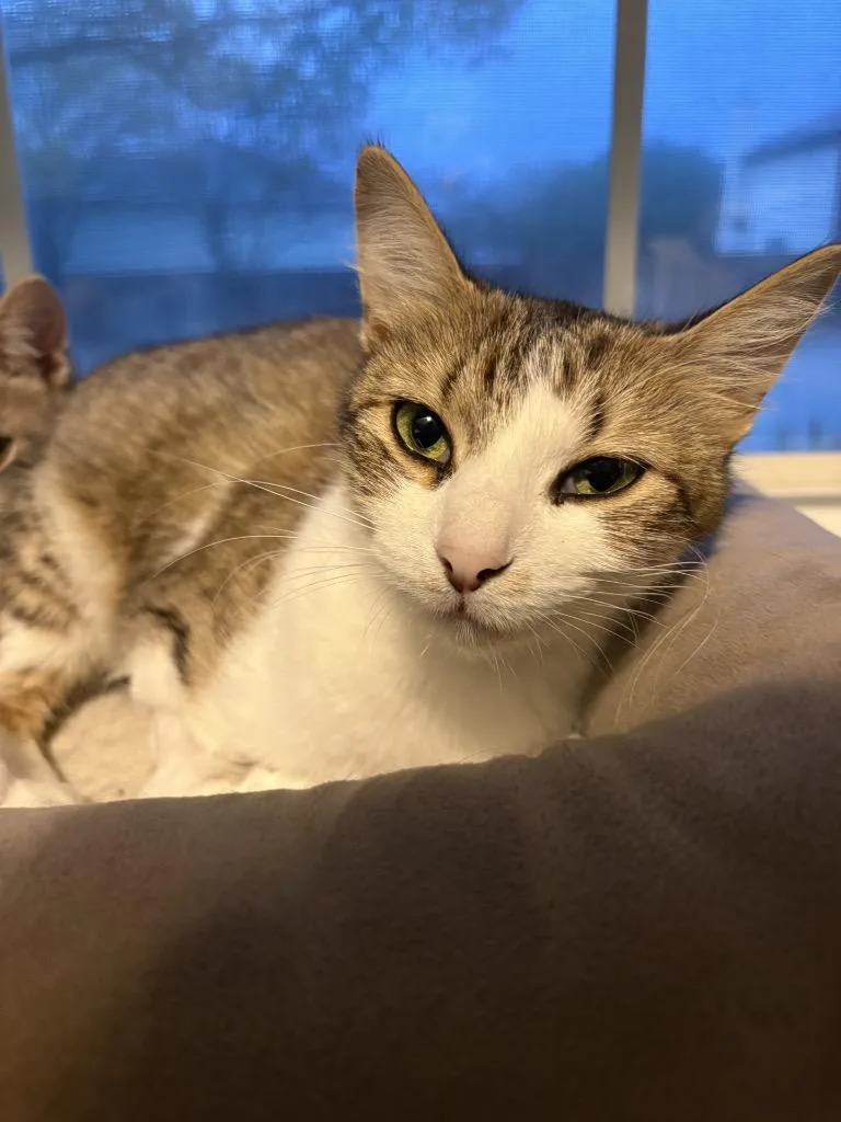 Sweet Pea thumbnail 3