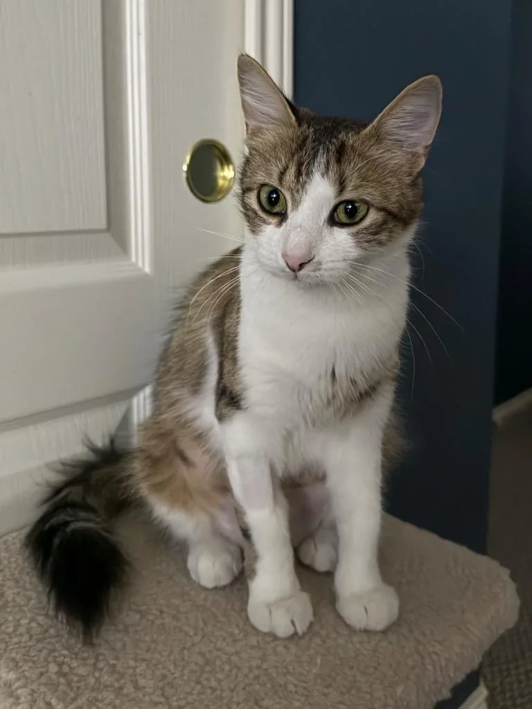 Sweet Pea thumbnail 4