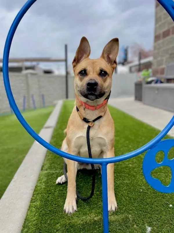 Persephone thumbnail 4