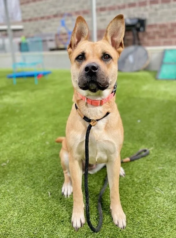 Persephone thumbnail 6