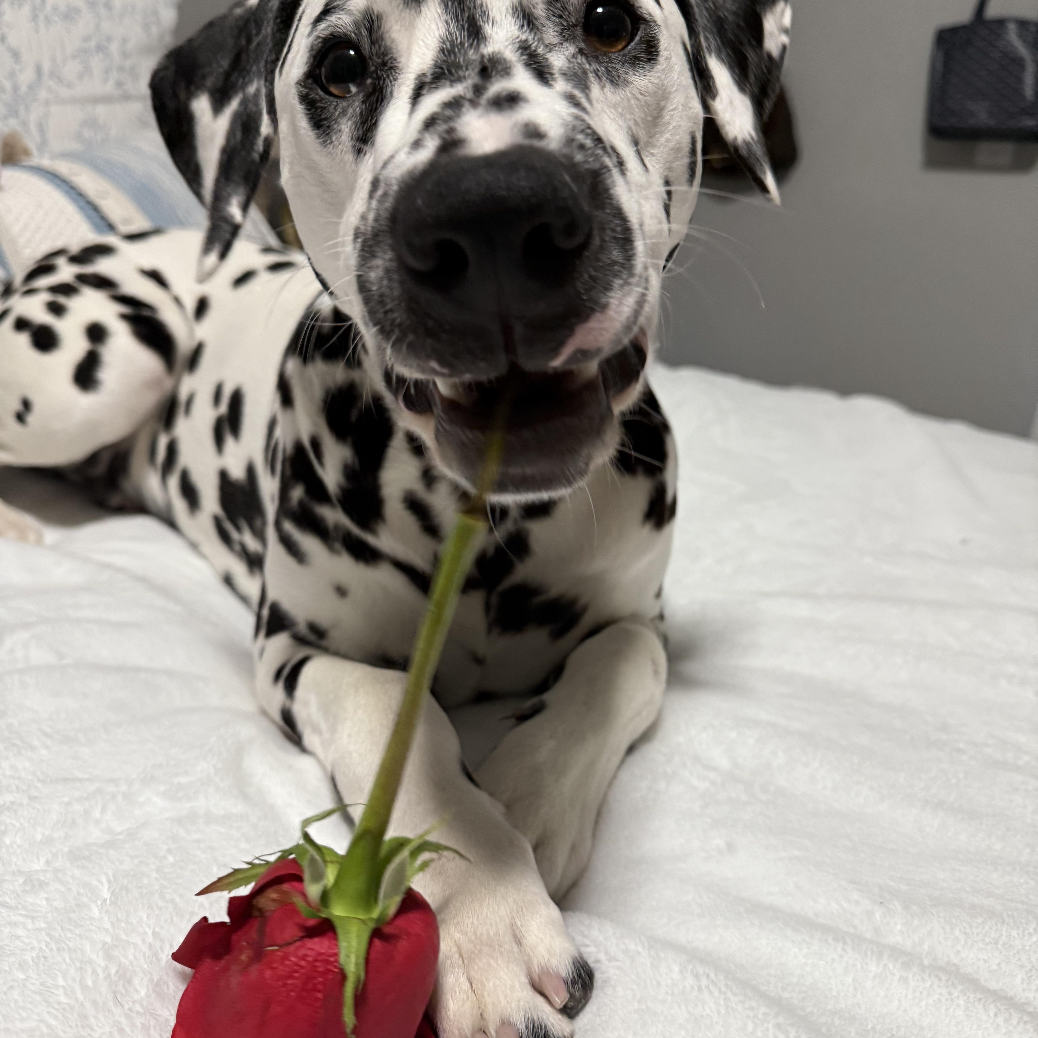 Pongosan Jose  Ca thumbnail 3