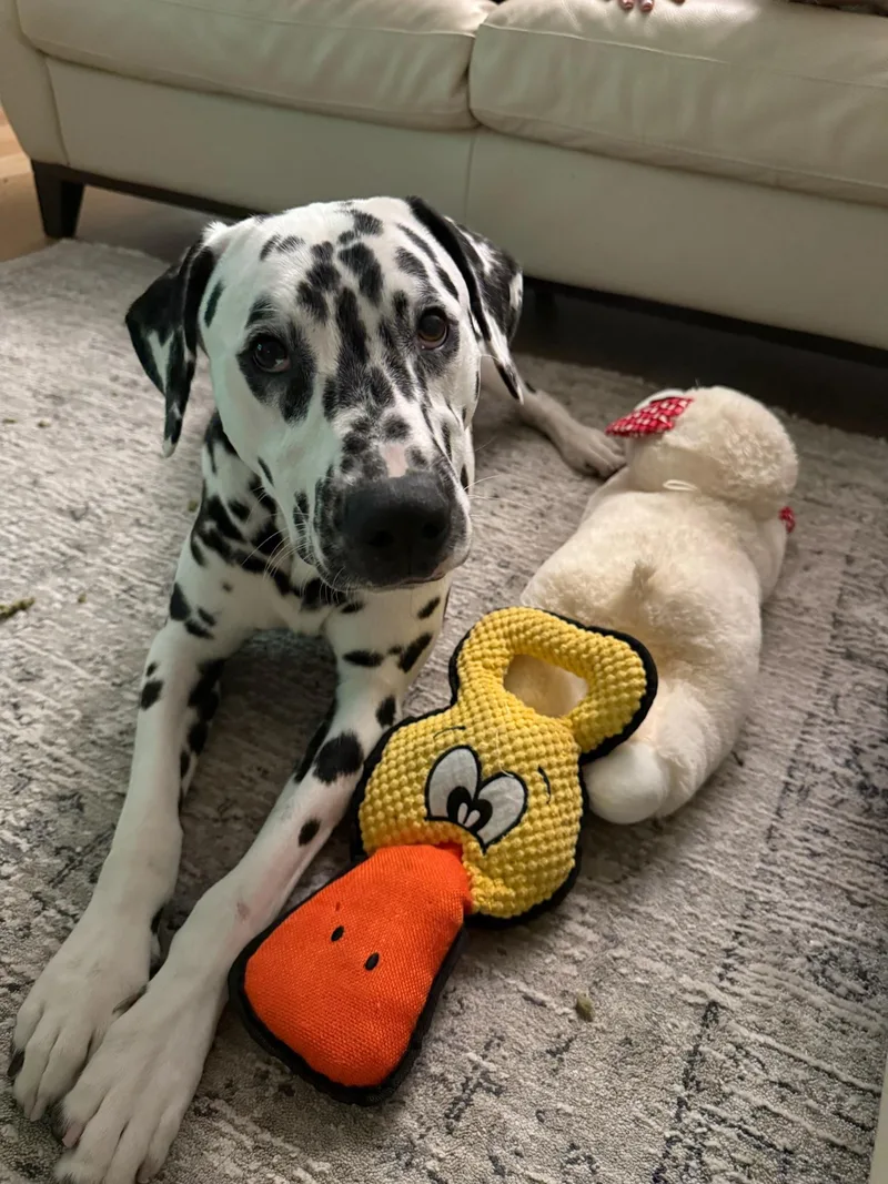 Pongosan Jose  Ca thumbnail 4