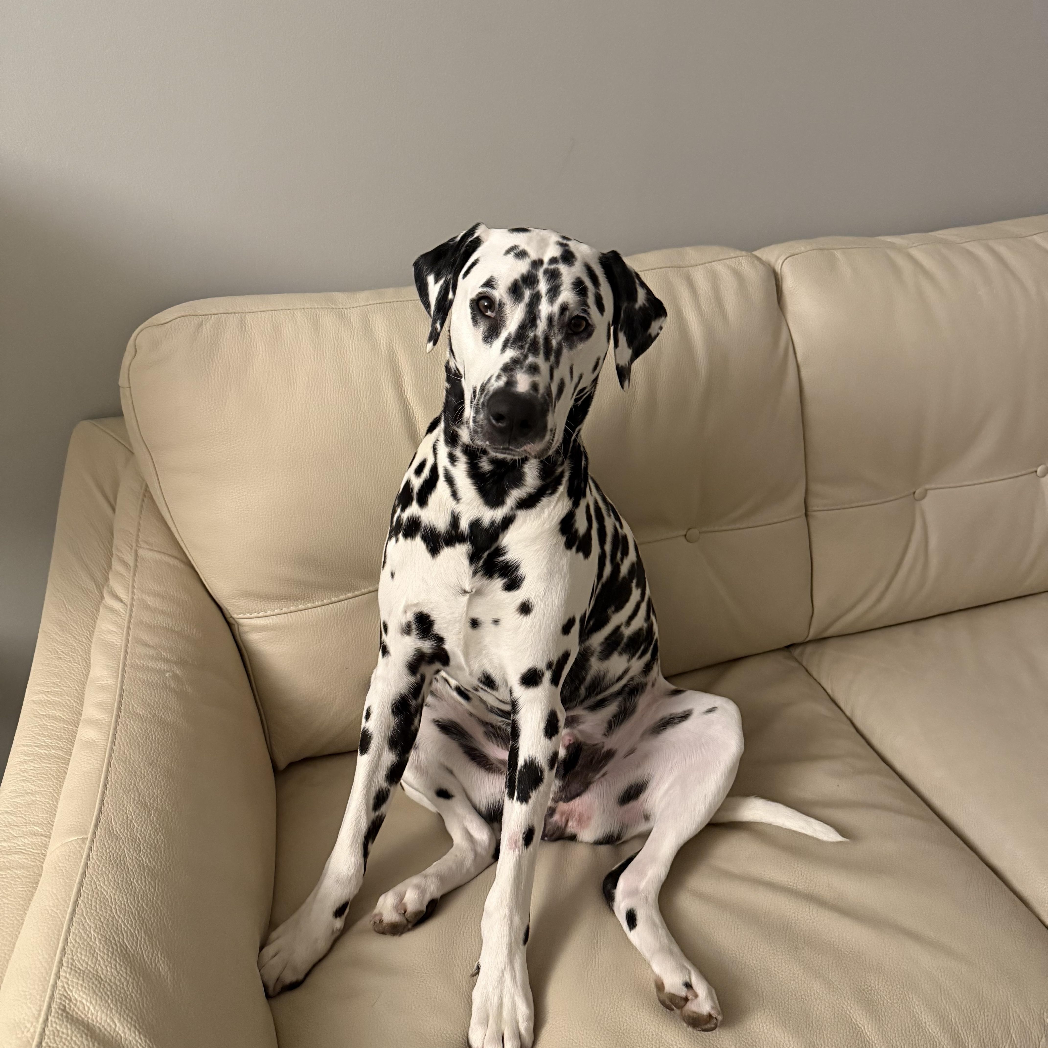 Pongosan Jose  Ca thumbnail 5