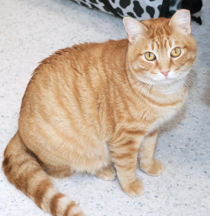 Portakal thumbnail 2