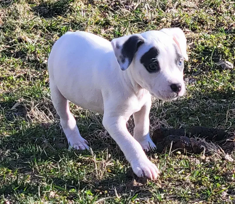 Clarabelle thumbnail 2