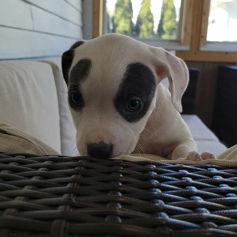 Clarabelle thumbnail 3