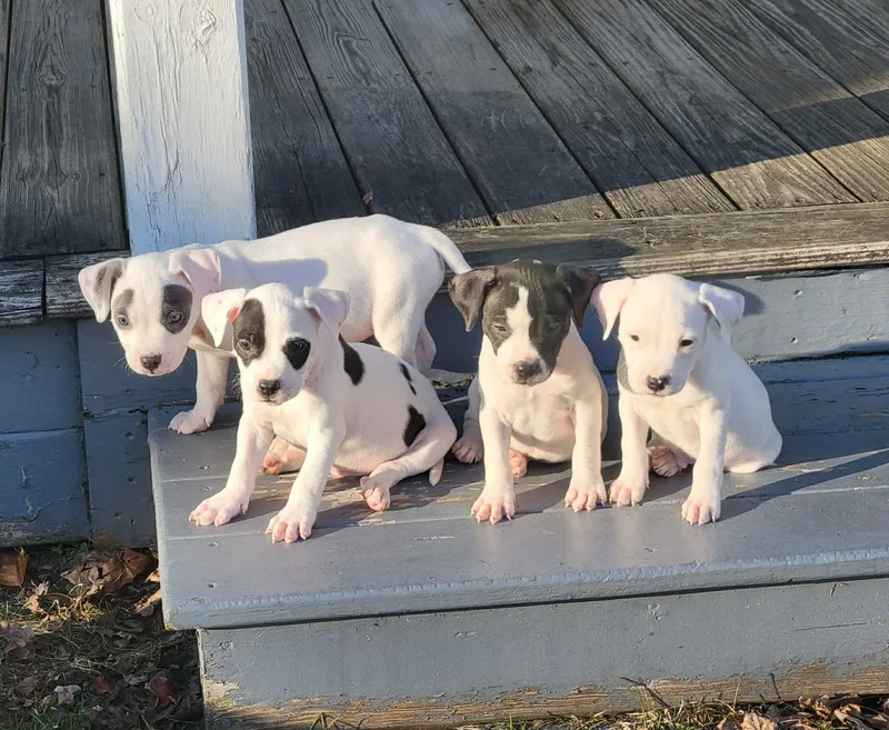 Clarabelle thumbnail 4