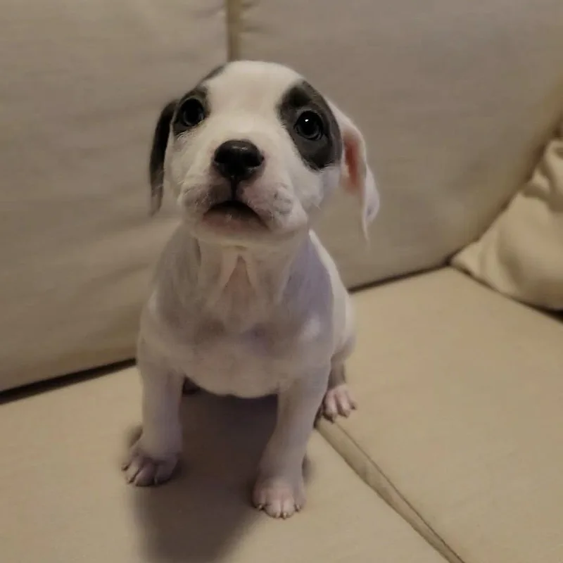 Clarabelle thumbnail 5