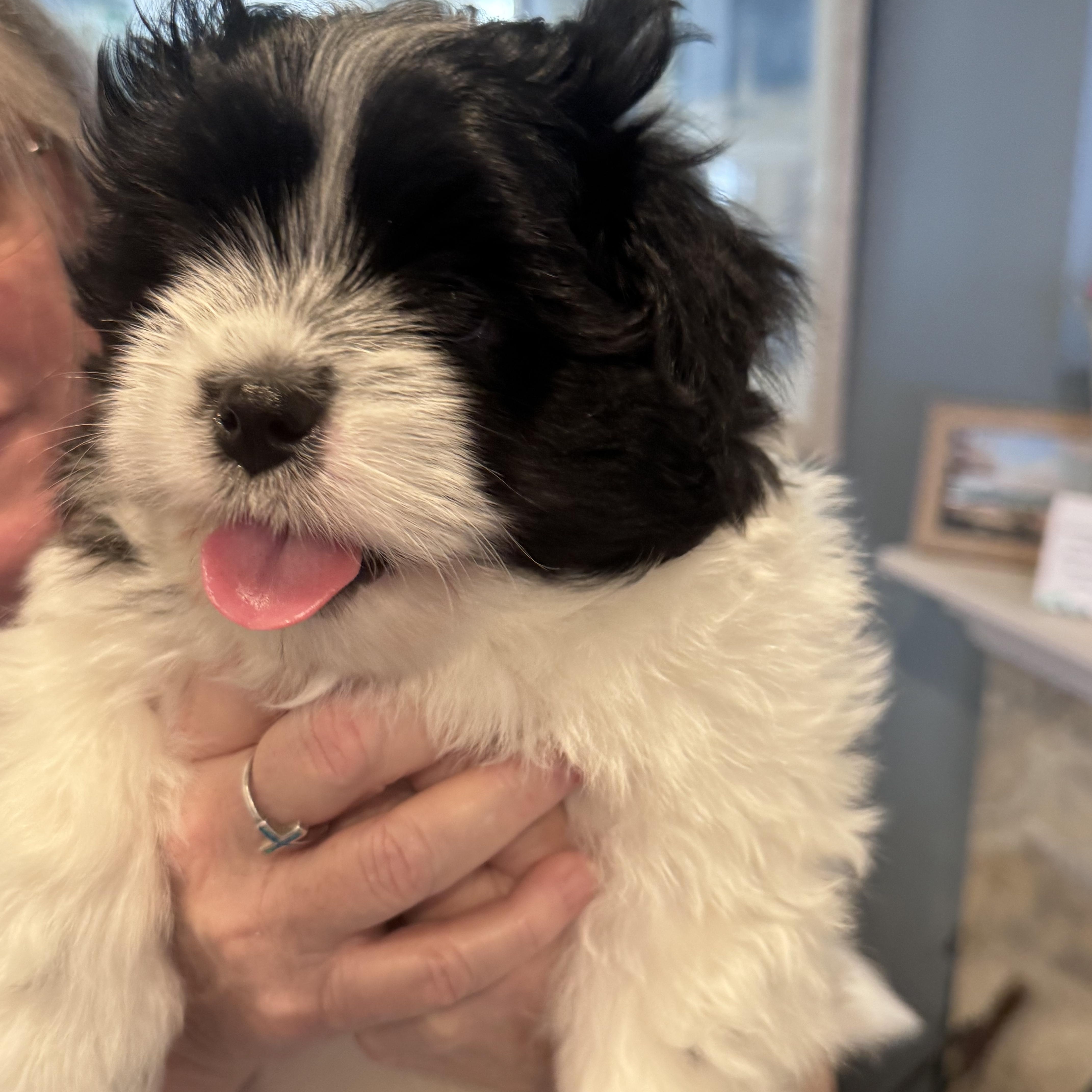 Chandler thumbnail 2