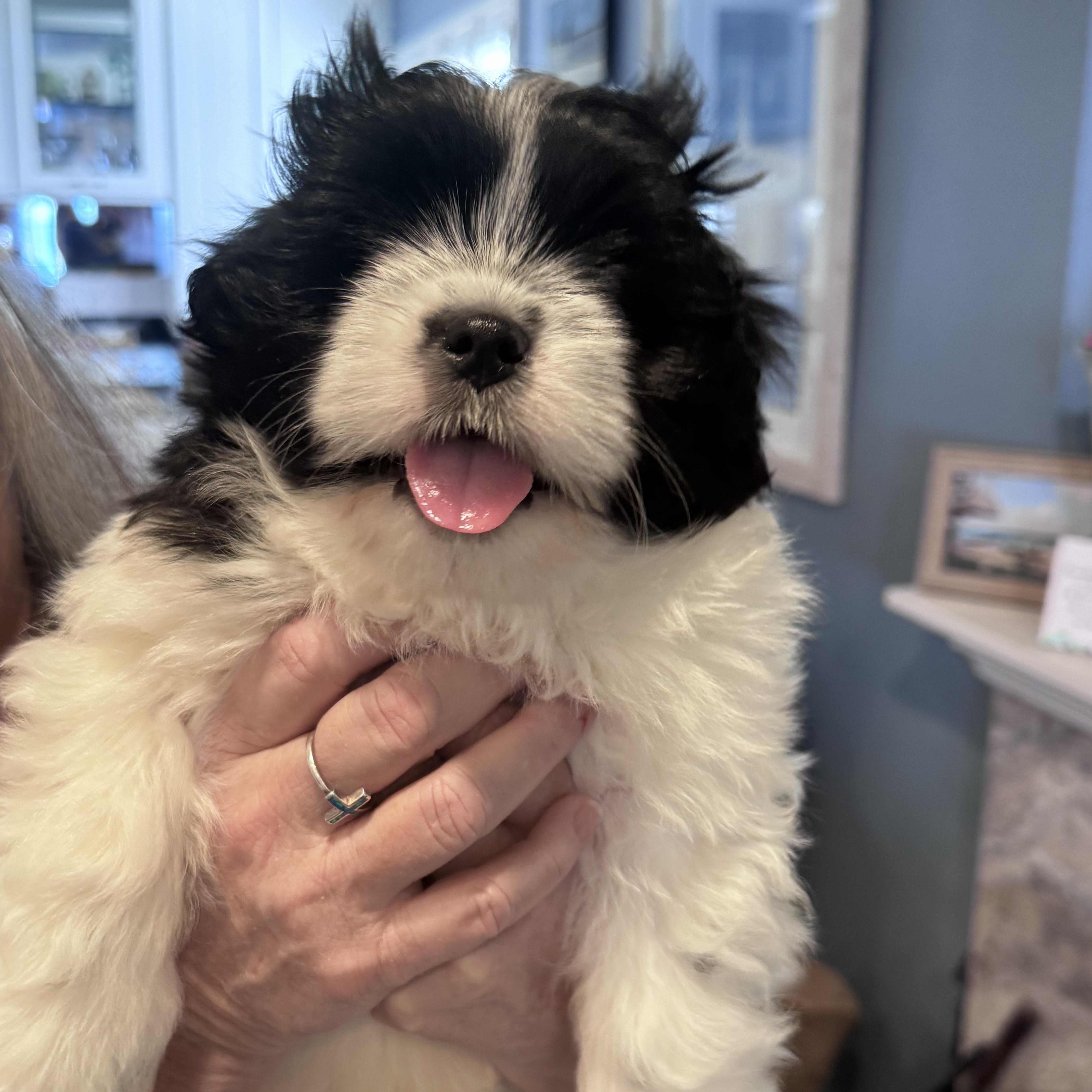 Chandler thumbnail 3