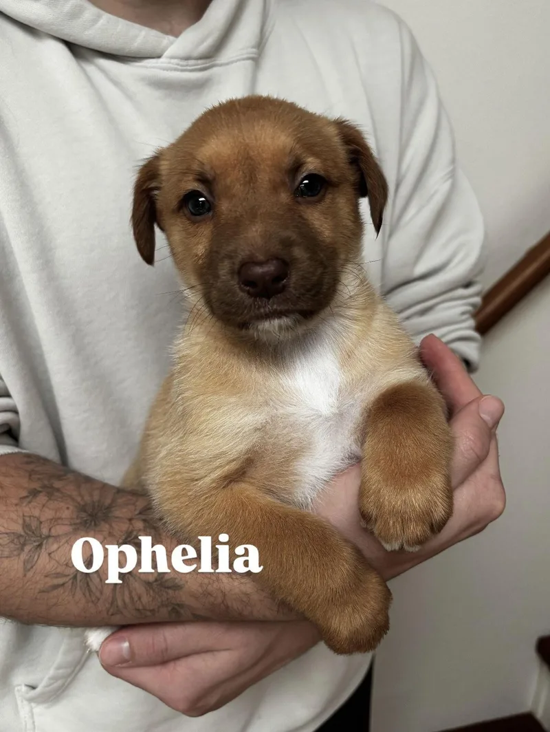 Ophelia thumbnail 2