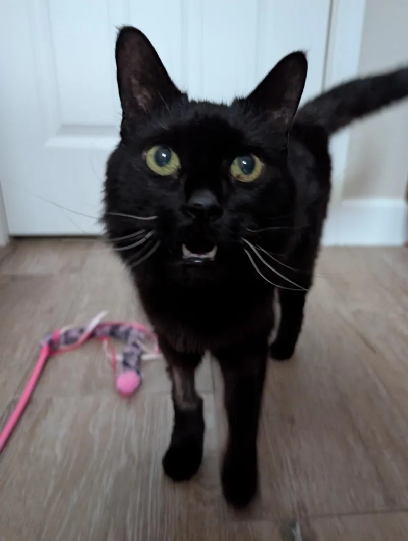 Phoebe Solee thumbnail 2