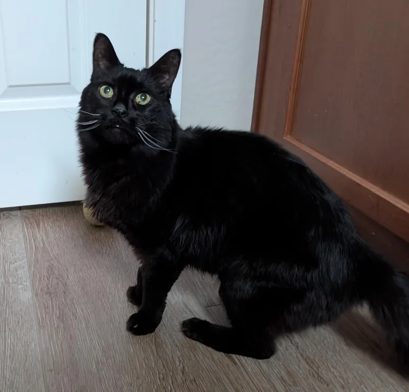 Phoebe Solee thumbnail 3