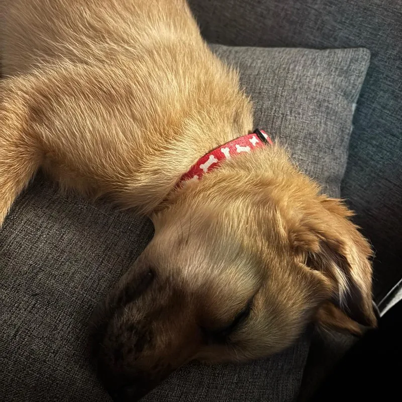 Frecks D thumbnail 3