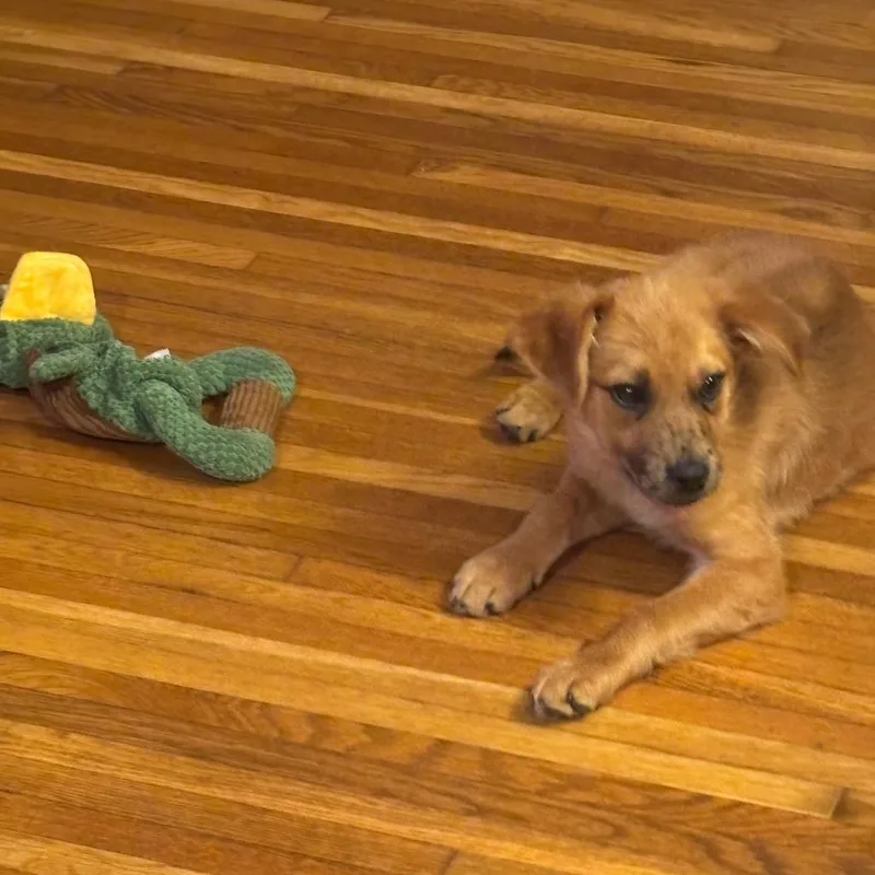 Frecks D thumbnail 4