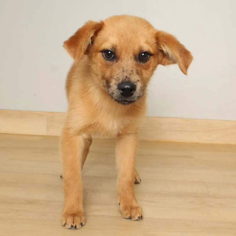 Frecks D thumbnail 5