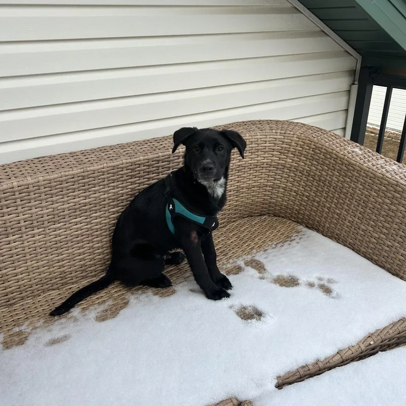 Hairy Pawter ~ D thumbnail 2