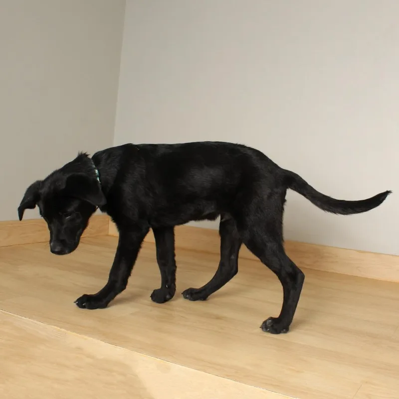 Hairy Pawter ~ D thumbnail 3