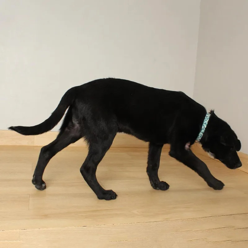 Hairy Pawter ~ D thumbnail 4