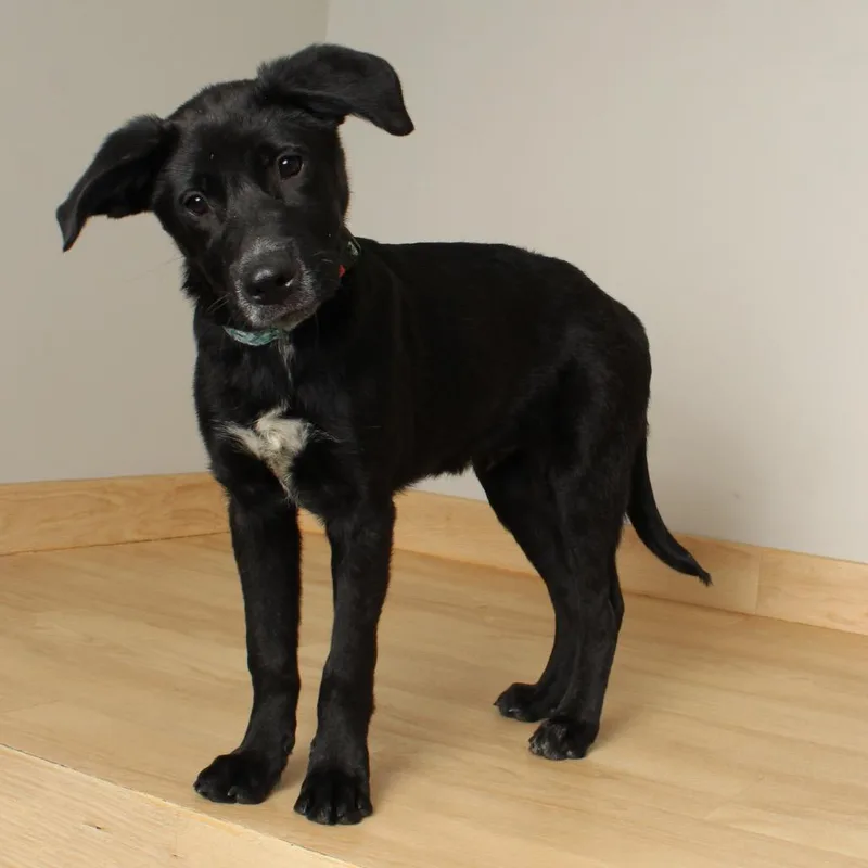 Hairy Pawter ~ D thumbnail 5