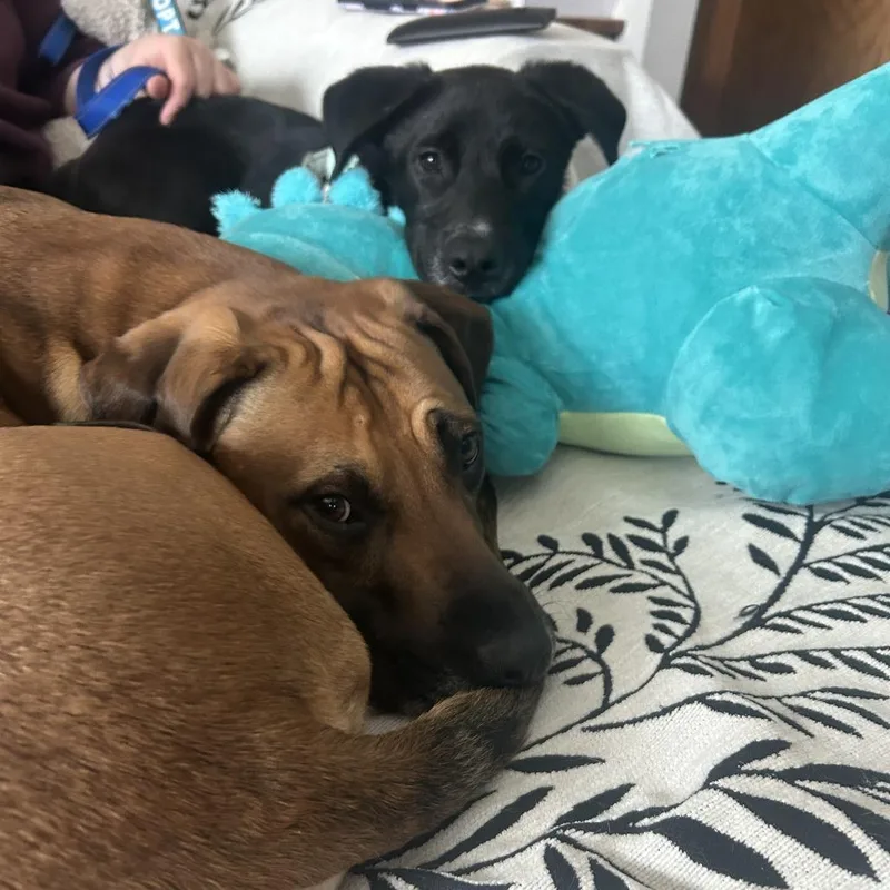 Hairy Pawter ~ D thumbnail 6