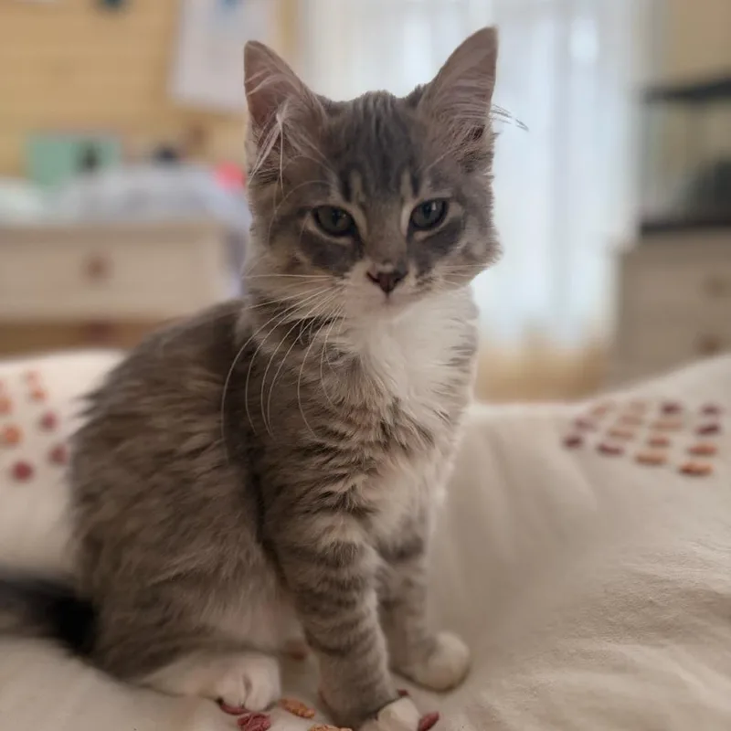 Hammertoe thumbnail 2