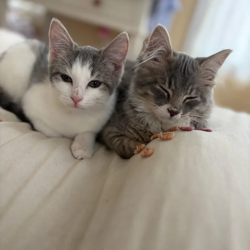 Hammertoe thumbnail 3