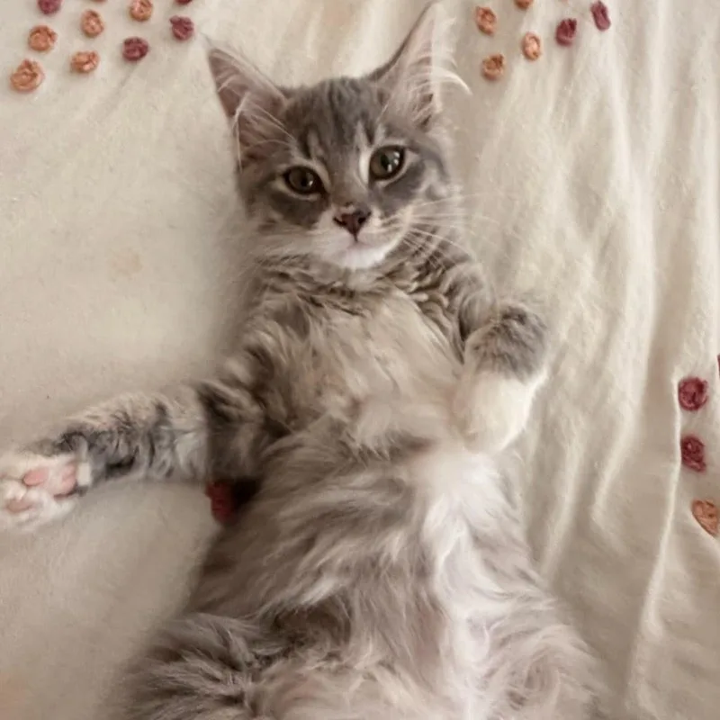 Hammertoe thumbnail 4