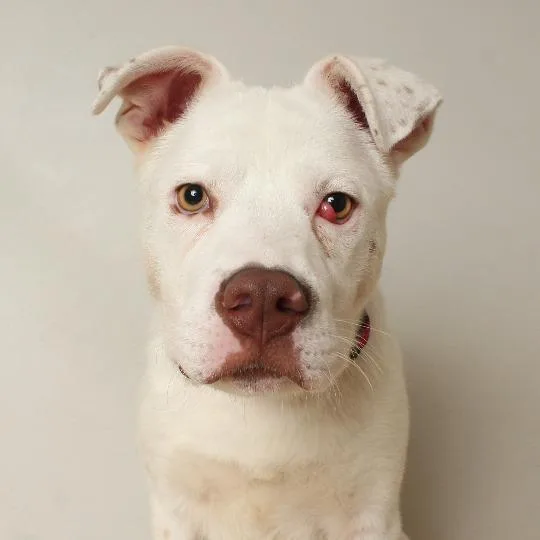 Hobson D thumbnail 2