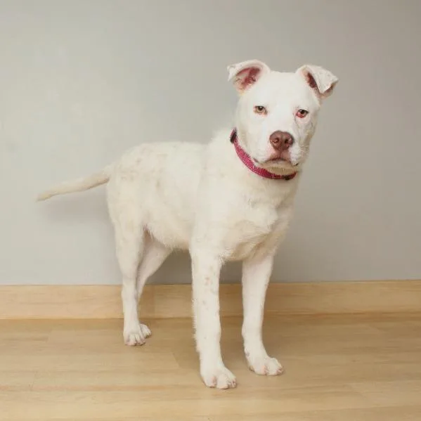 Hobson D thumbnail 3